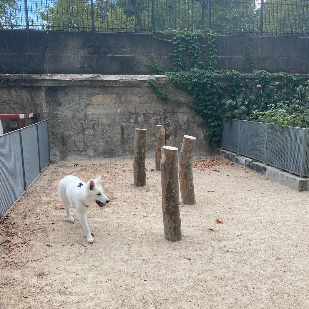 Aire de jeux pour chiens 1