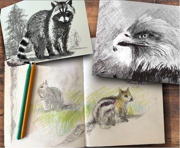 Drawing California Wildlife 4-Week Series 1