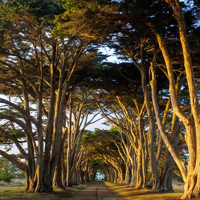 Cypress Tree Tunnel 3