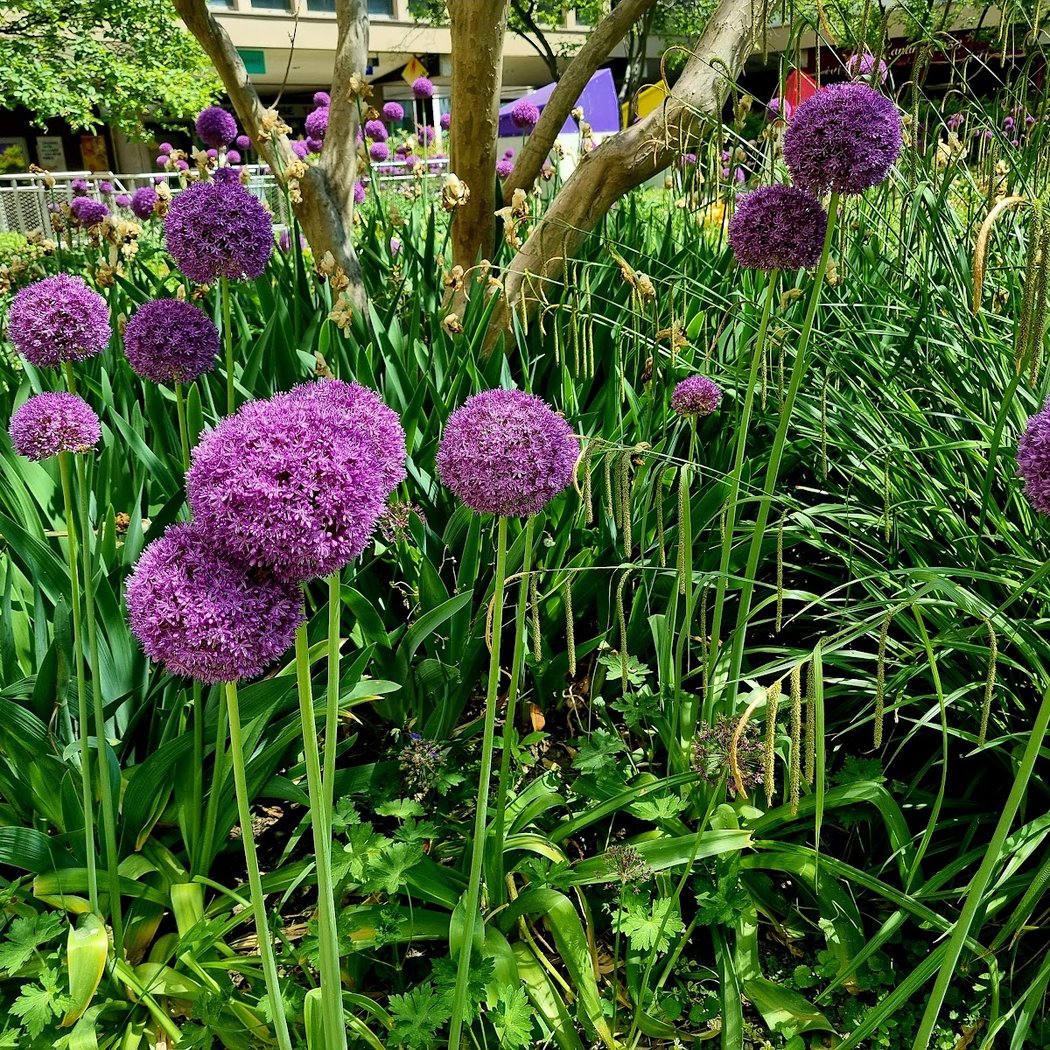 Jardin Des Reflets 3