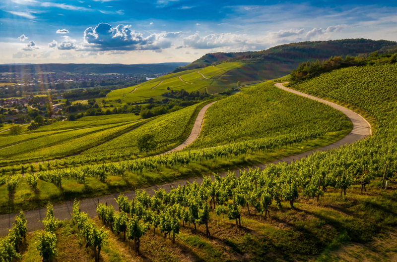 Solano Burgundy Dinner: 4 Courses & 8 Wines 1