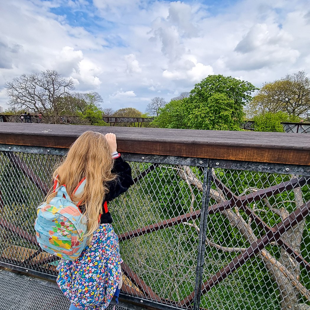 Treetop Walkway 3