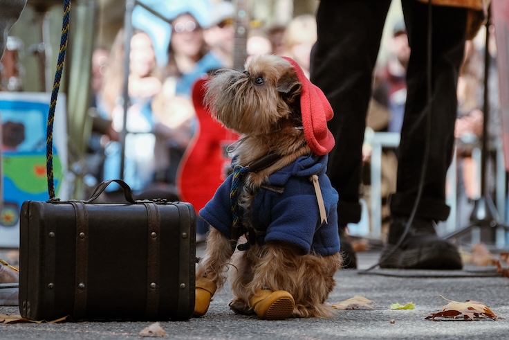 Great Pupkin Dog Costume Contest 1