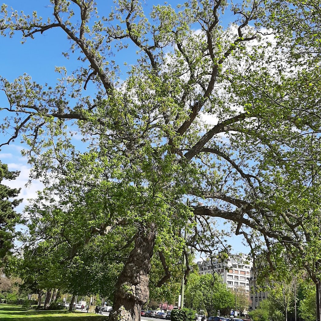 Jardins de l'avenue Foch 3