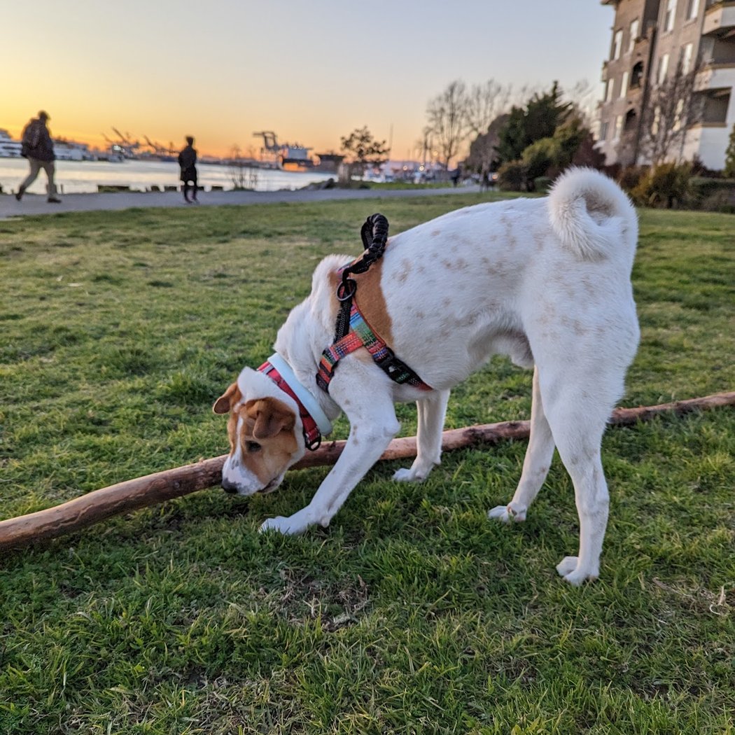 Dog Play Area at The Landing 2