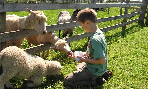 Prairie Pup Adventures: Farm Animals 1