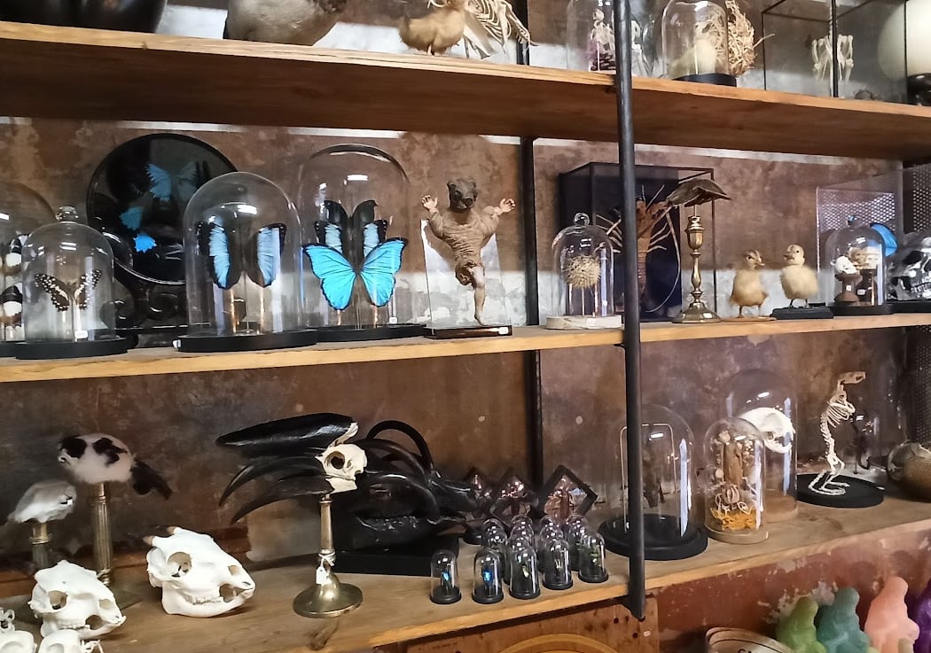 Curios, Cabinet De Curiosités Et Brocante