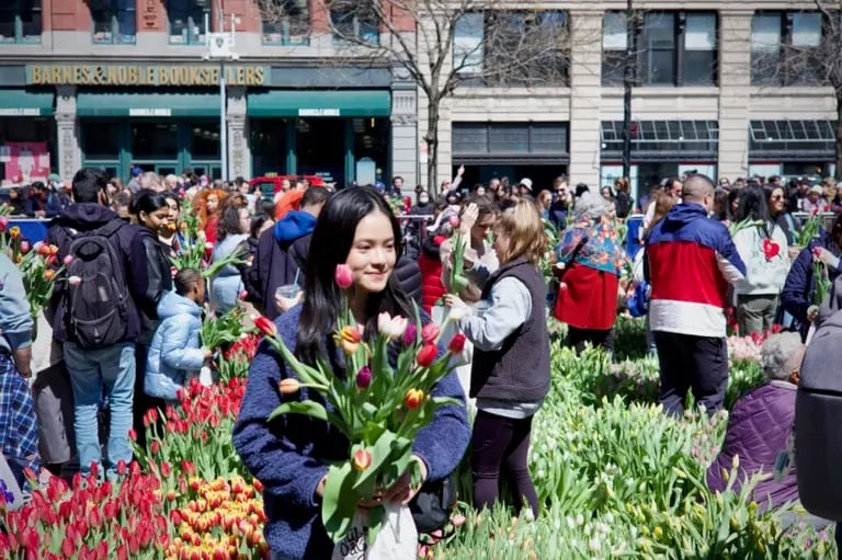 Tulip Display and Bouquet Picking 1