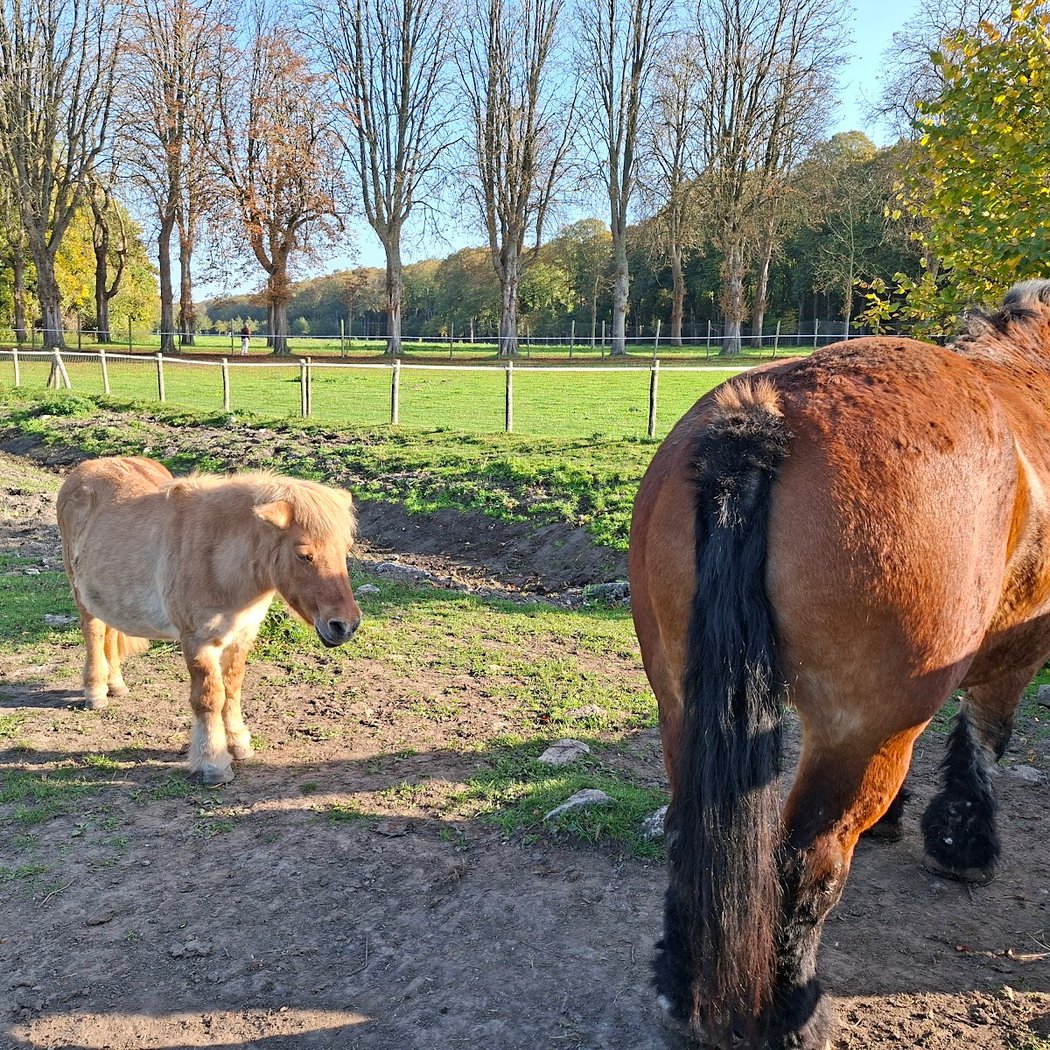 Atelier pain et animaux 3
