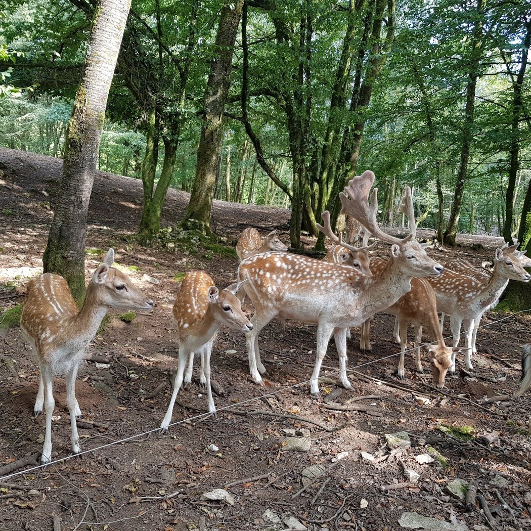 Parc animalier Chailluz Besançon 2