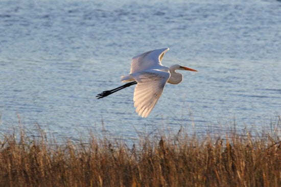 Guided Nature Walks 1