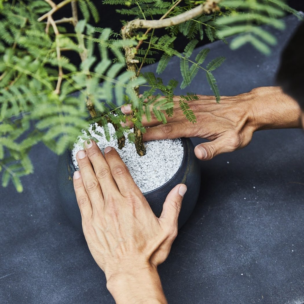 BYOBonsai Pruning and Wiring Class 1