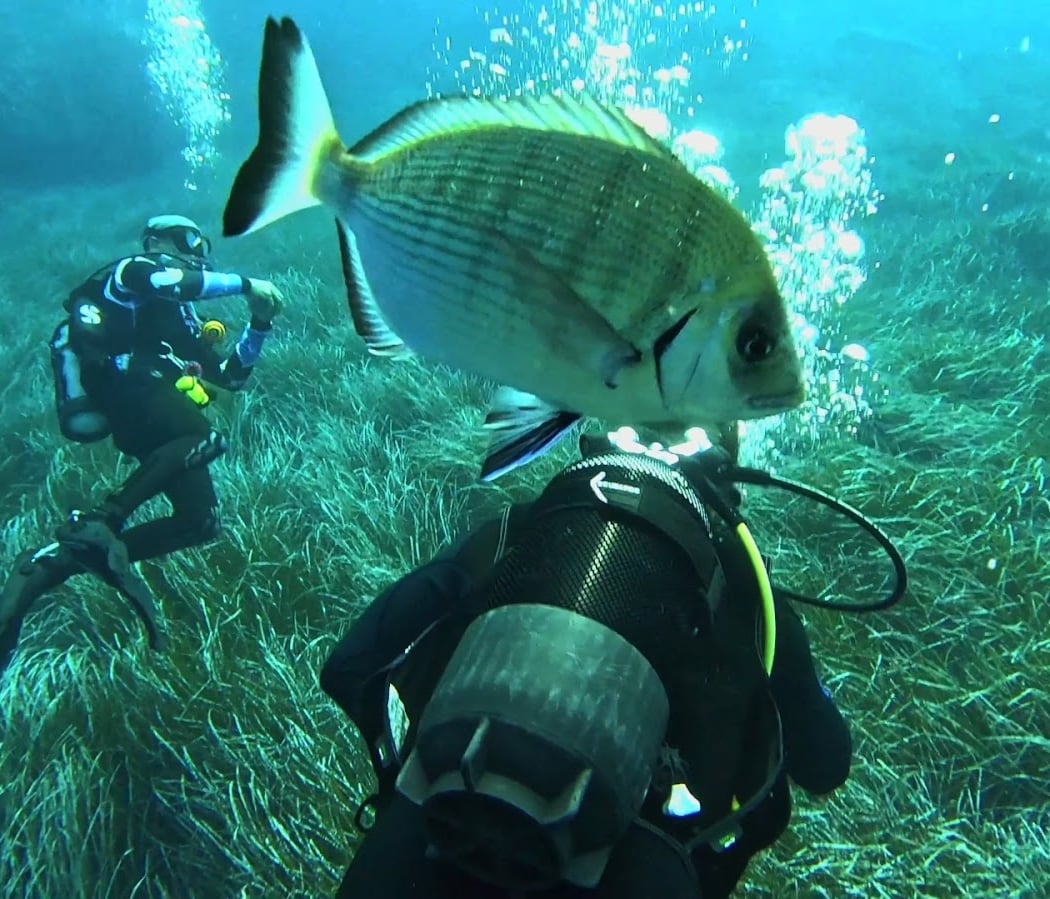 Diving Calvi 1