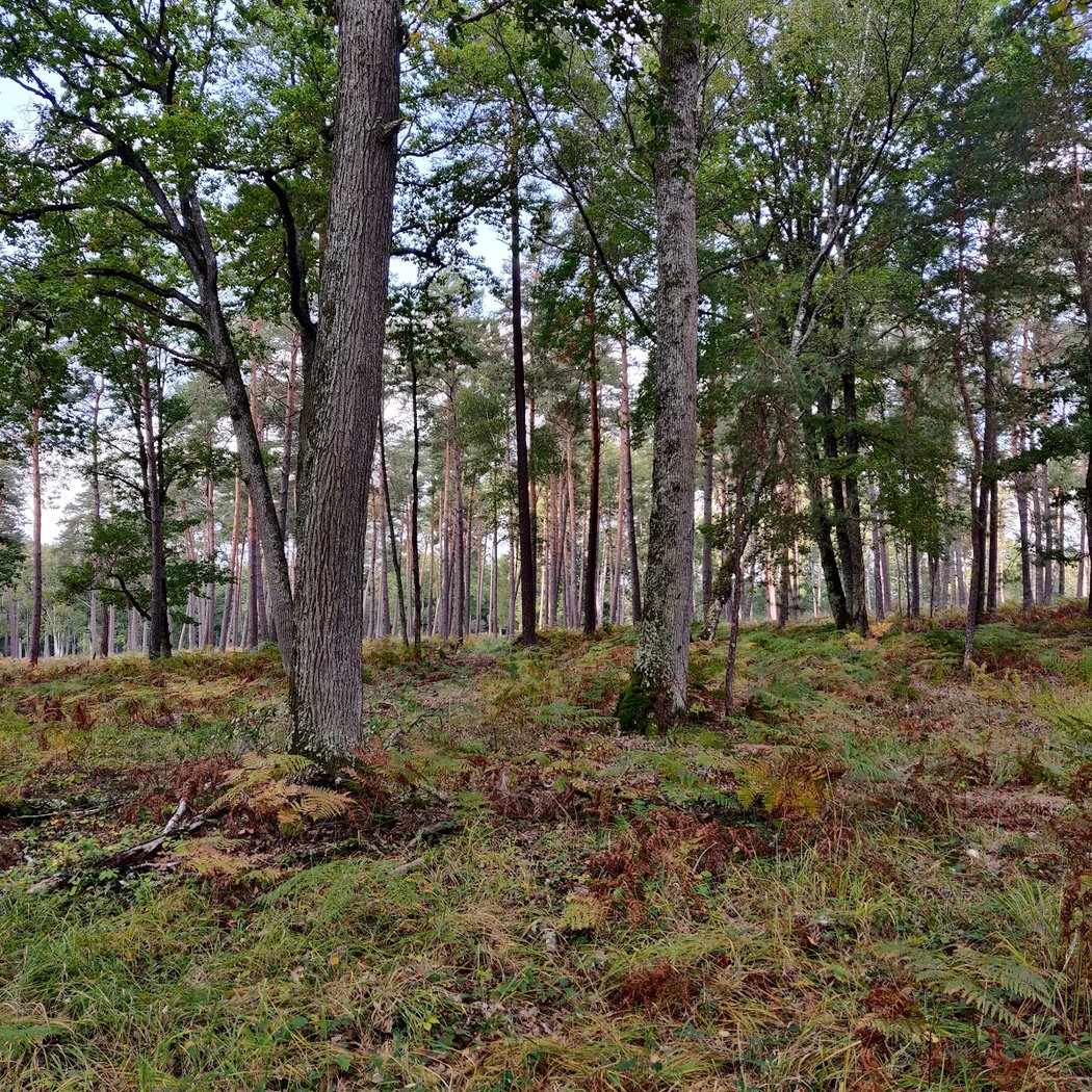 Forêt d'Orléans 1