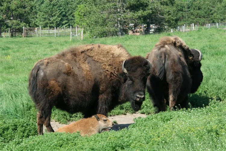 Feed the Bison 3