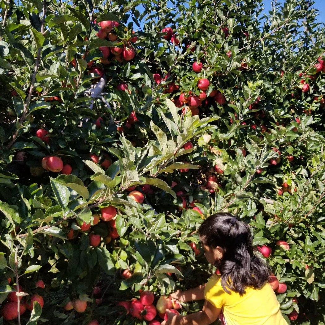Seven Ponds Orchard 1