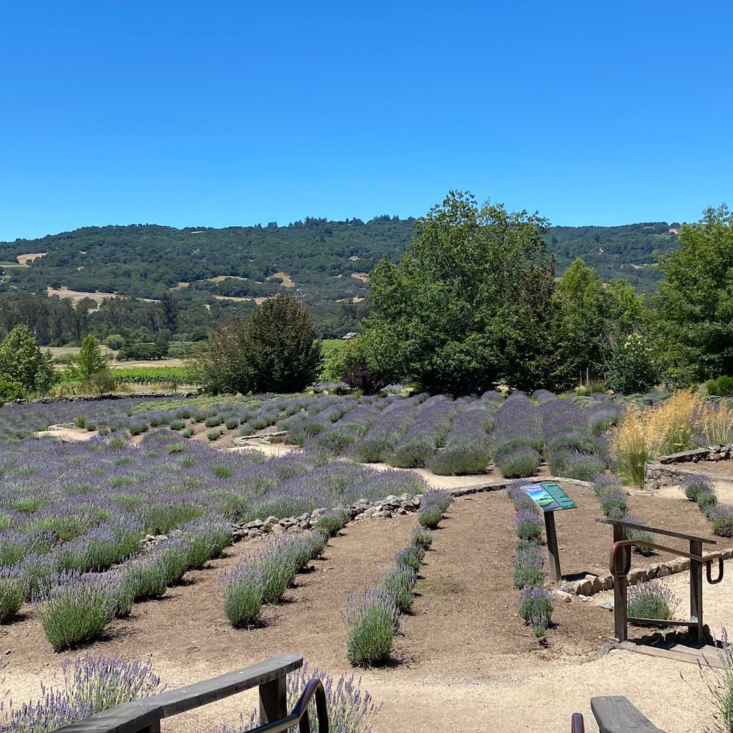Oysters & Vines 4
