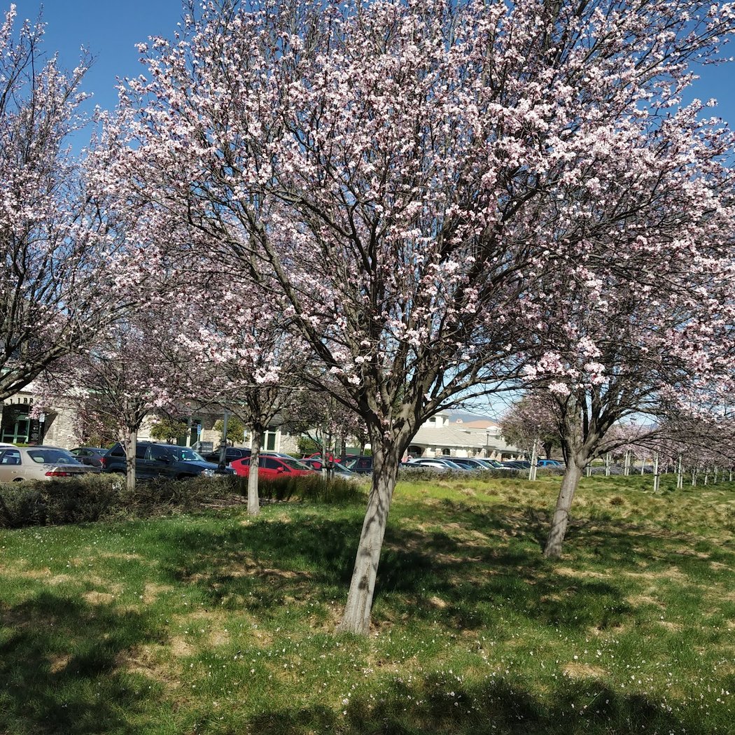 Diablo Valley College - San Ramon Campus 3