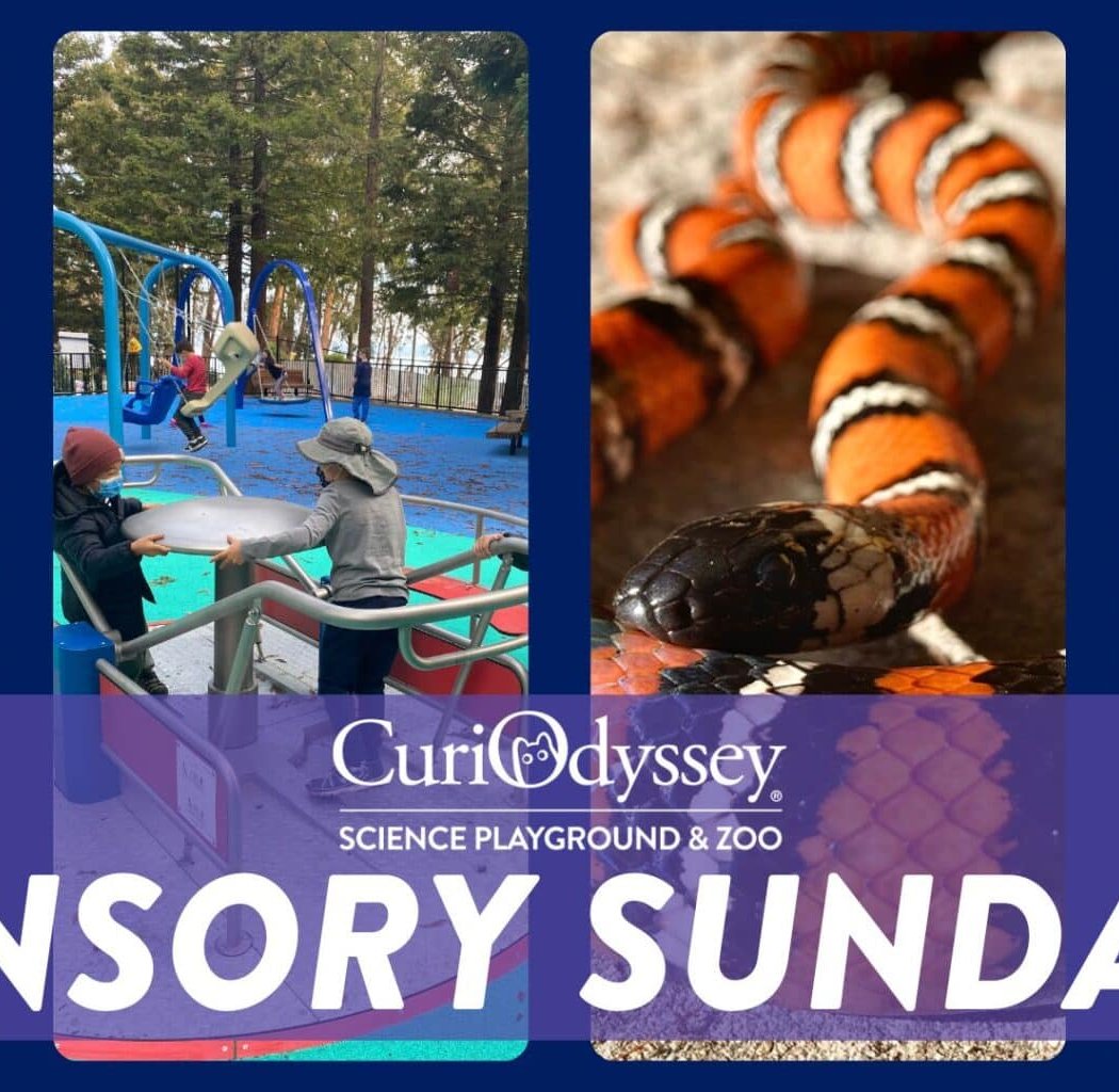 Sensory Sunday 1