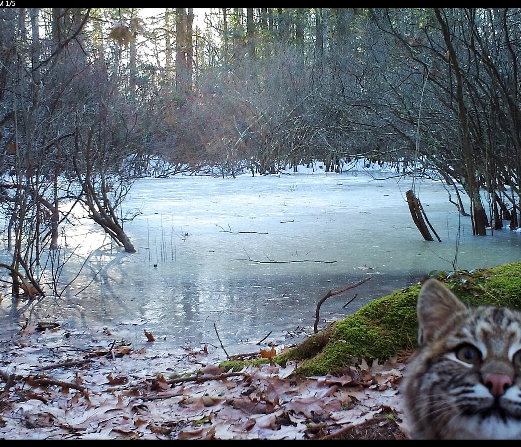 Trail Cam Demo 4