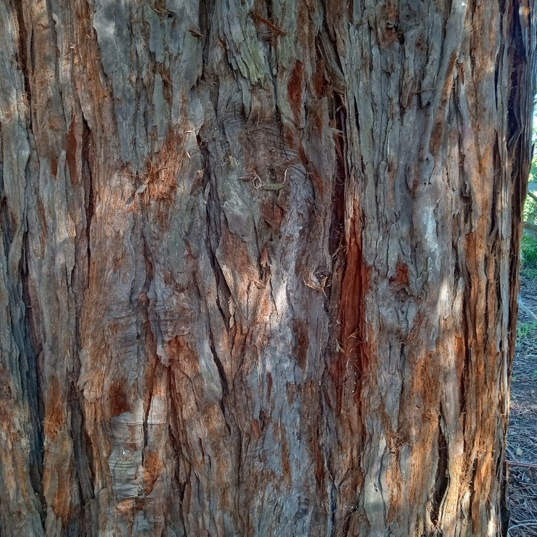 Wayburn Redwood Grove 2