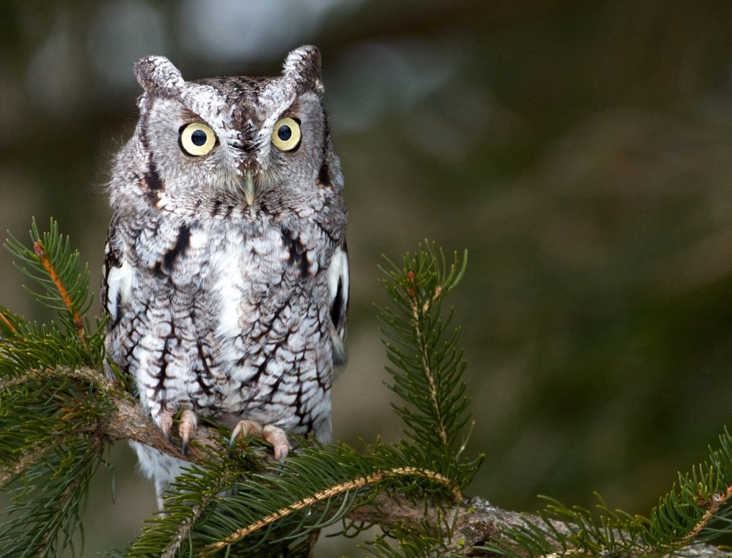 HOOT-Fest 1
