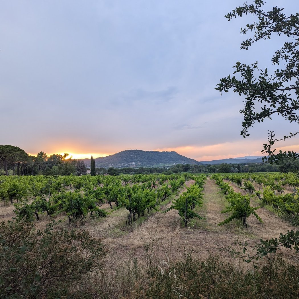 Fêtes des Vendanges 4