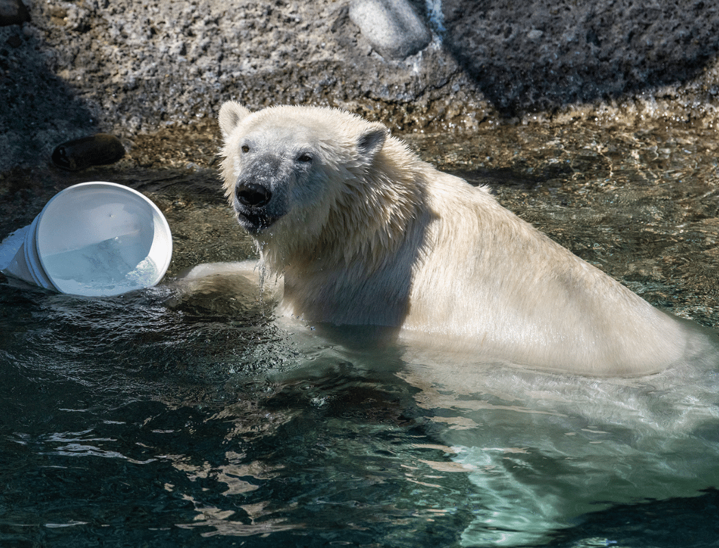 Arctic Sea Ice Weekend 3