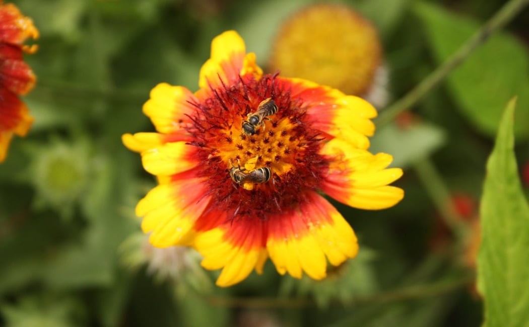 Great Southeast Pollinator Census 2