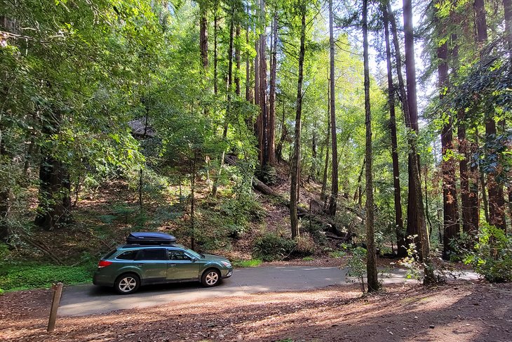 Portola Redwoods State Park 2
