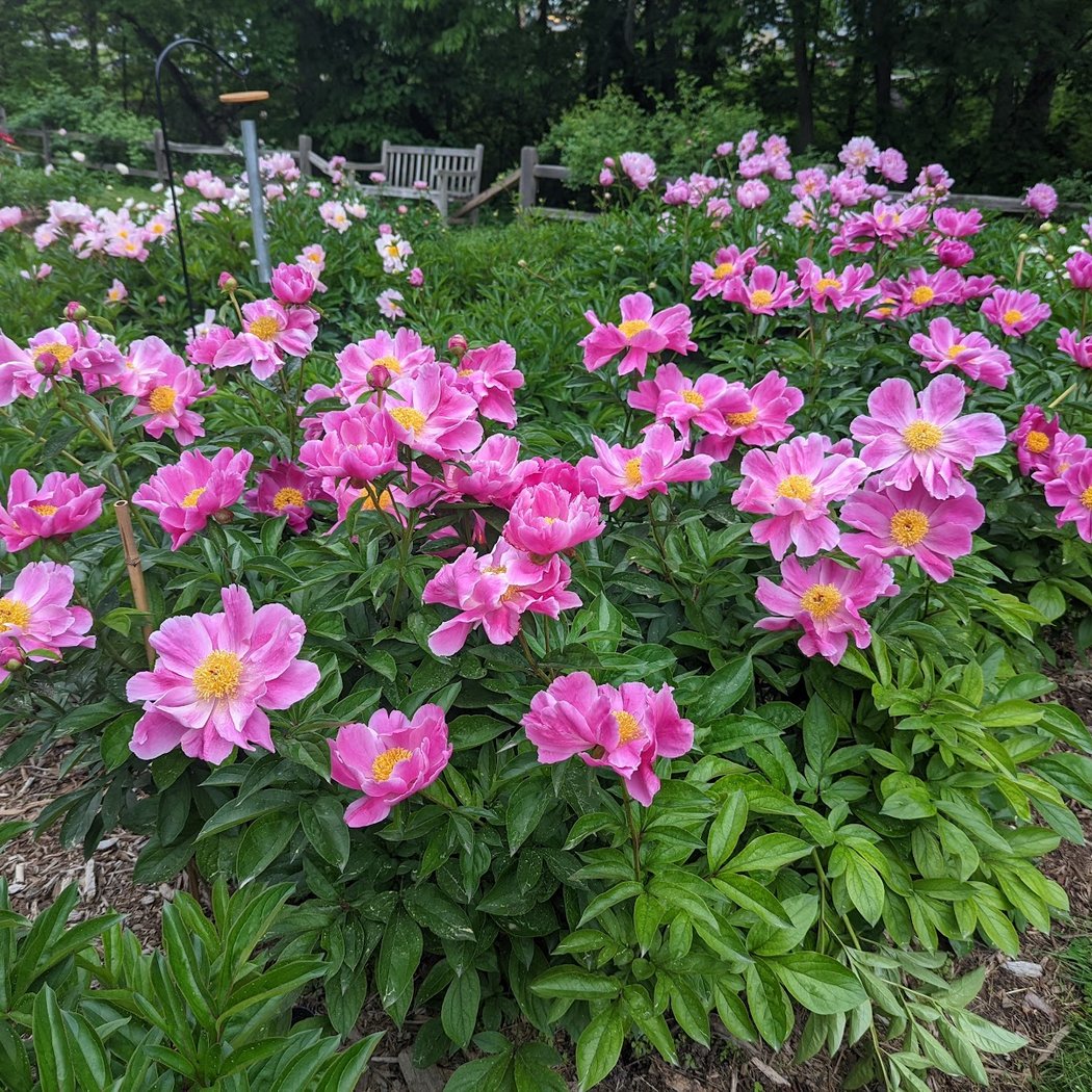 Arboretum Nature Area 2