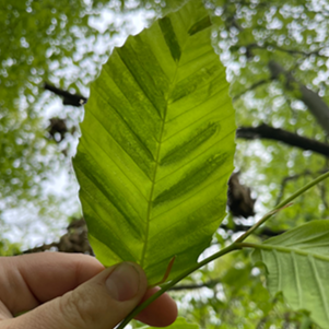 EcoQuest Challenge 1