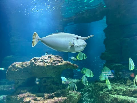 Kawaii - L'Aquarium de Paris 1