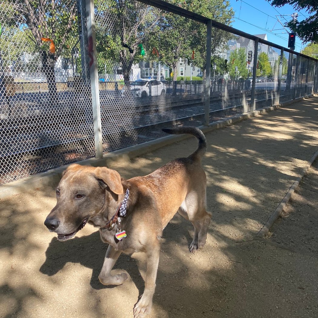 Discovery Dog Park 2