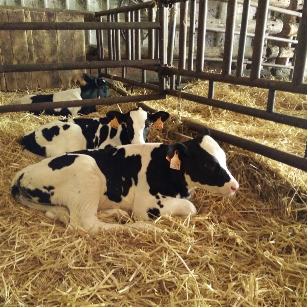 Coubertin Farm 2