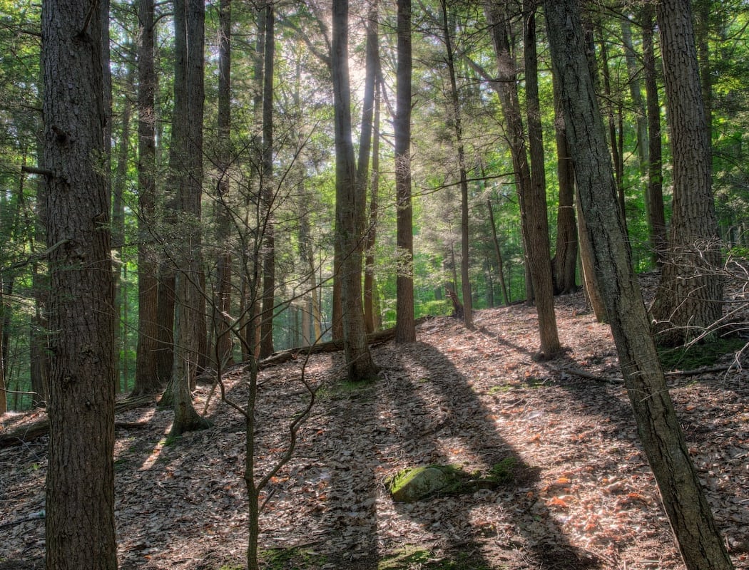 Black Creek Preserve 2