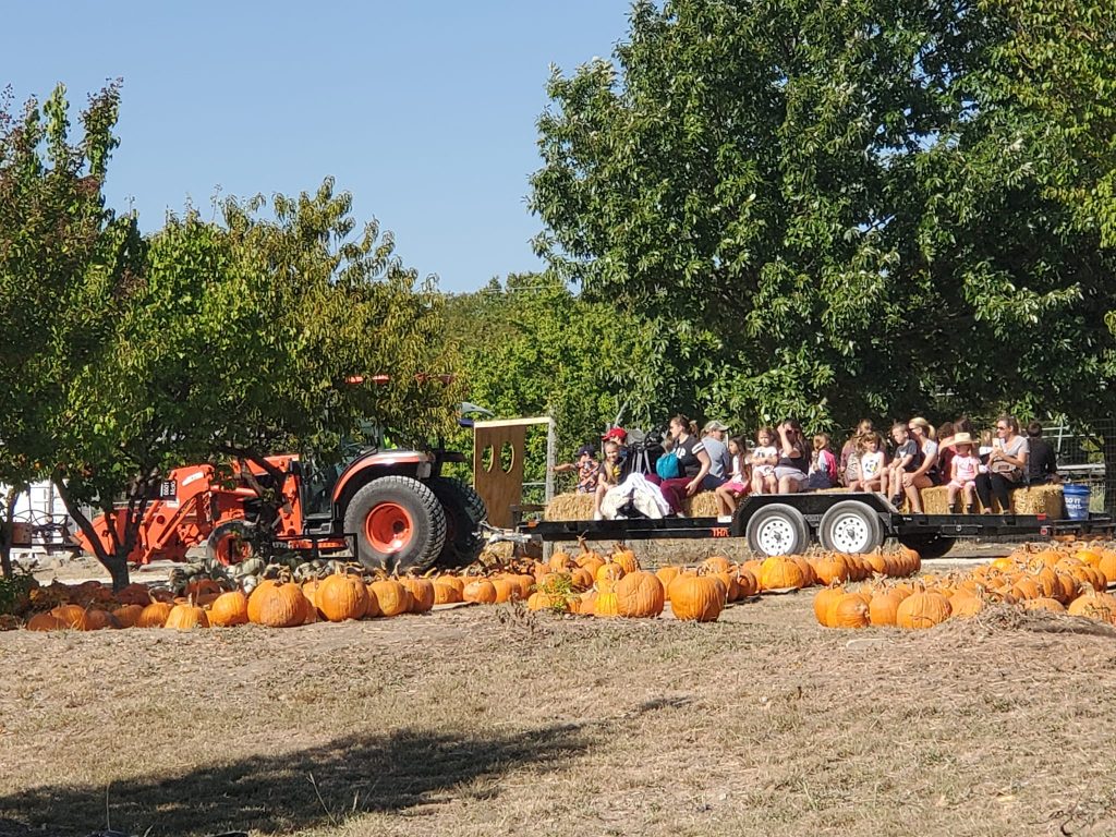 Perry Pumpkin Patch 5