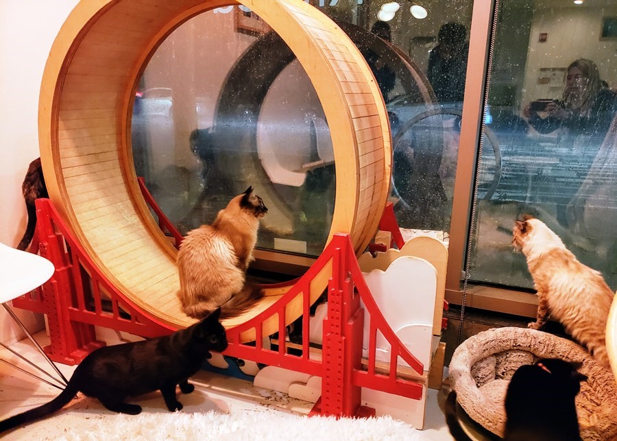 KitTea Cat Lounge & Cat Rescue 2
