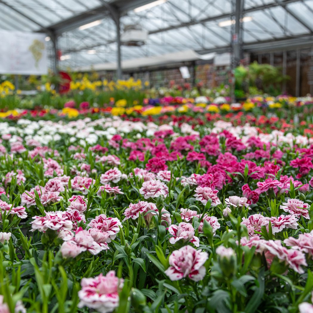 Offres de saison à la jardinerie 1