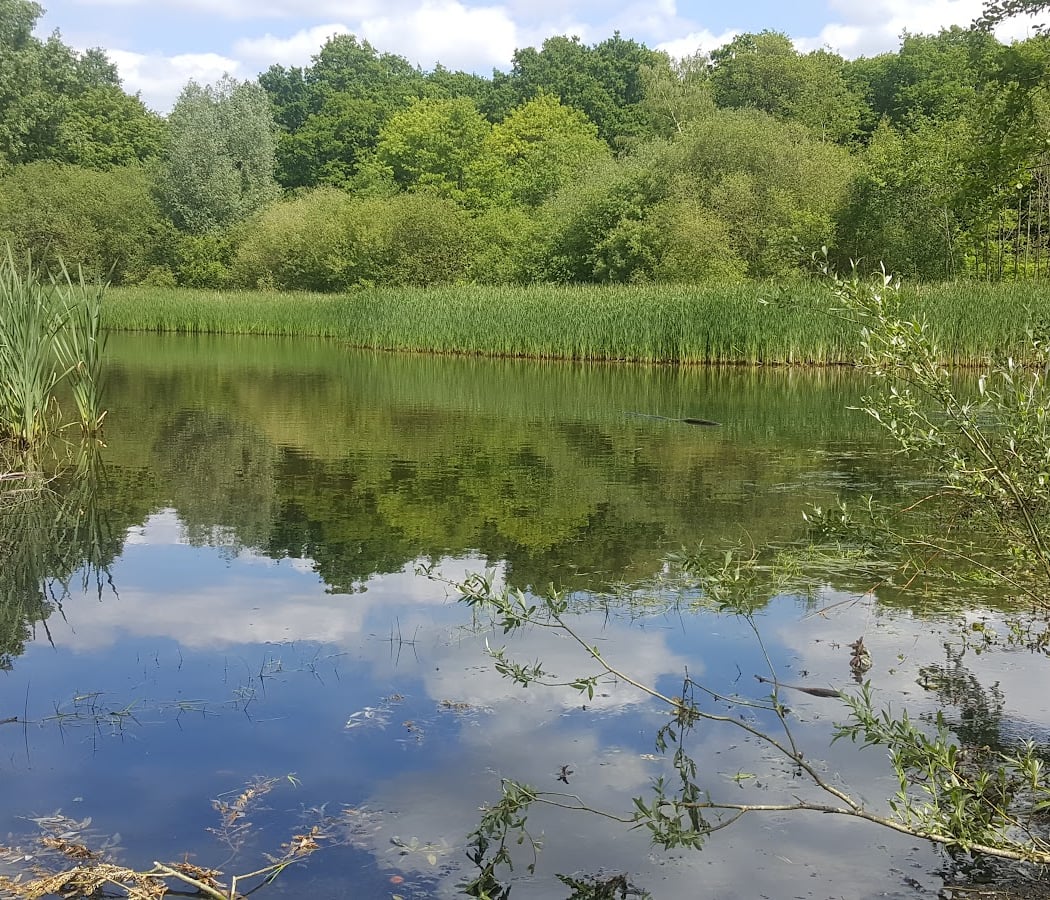 Forêt de Phalempin 4