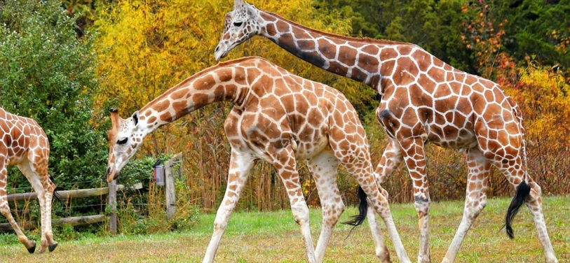 Cape May County Park & Zoo 1