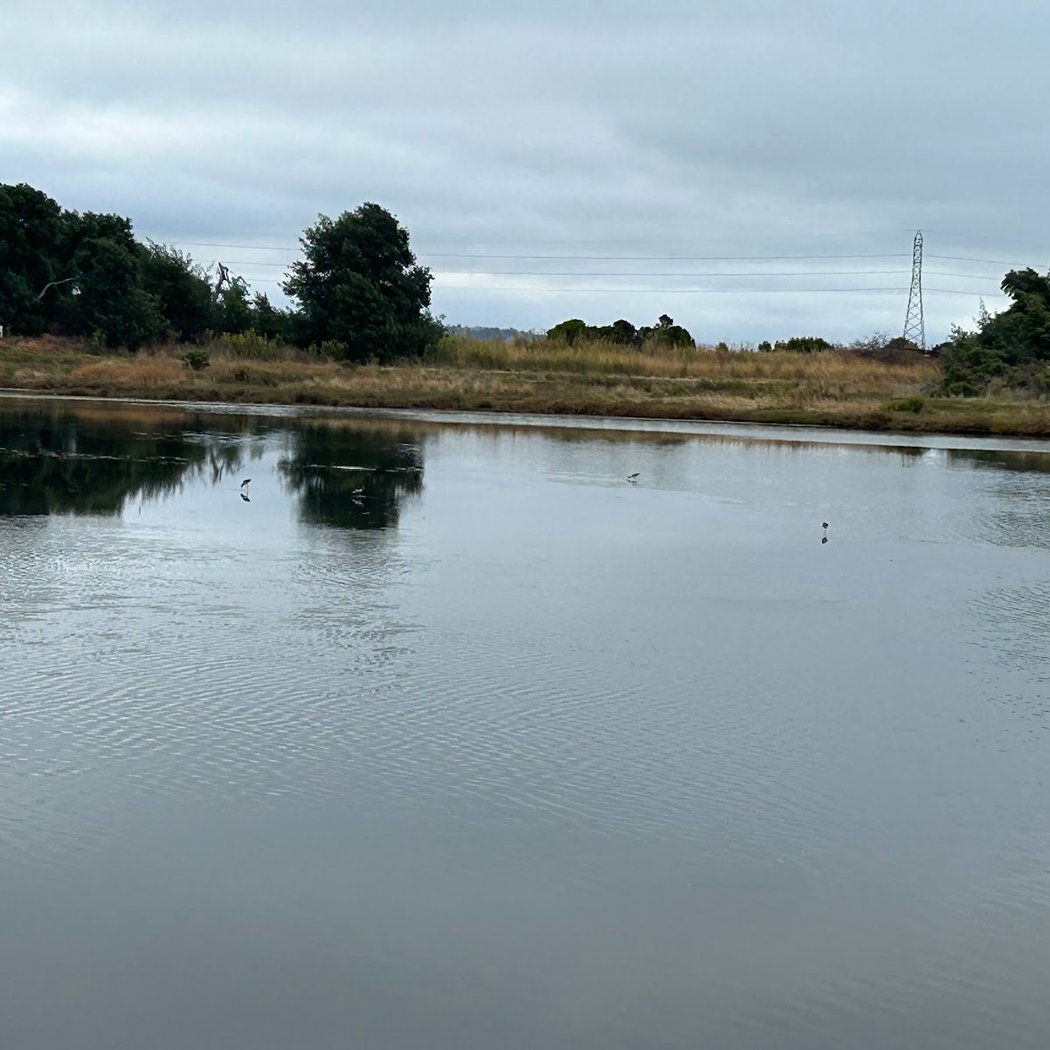 Shorebird Marsh 1