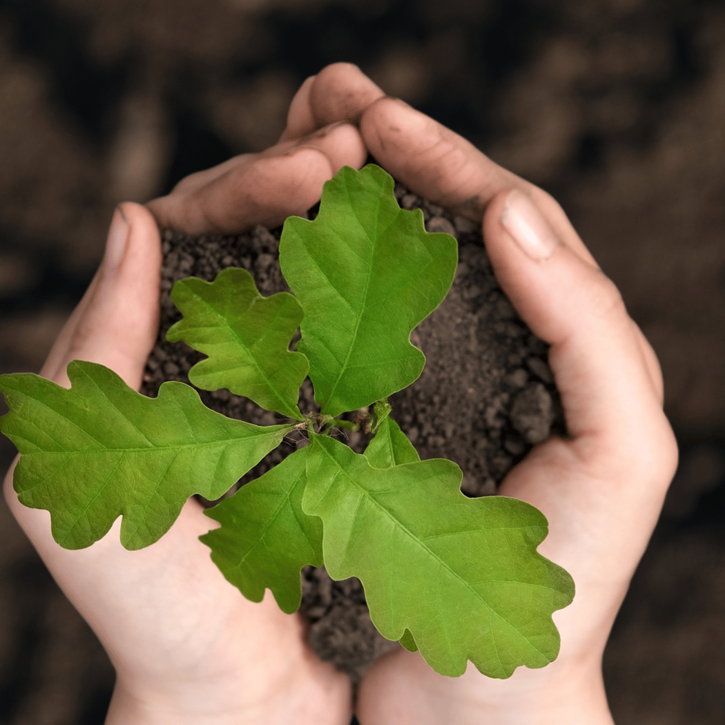 Climate Week: Why Oaks Matter 1