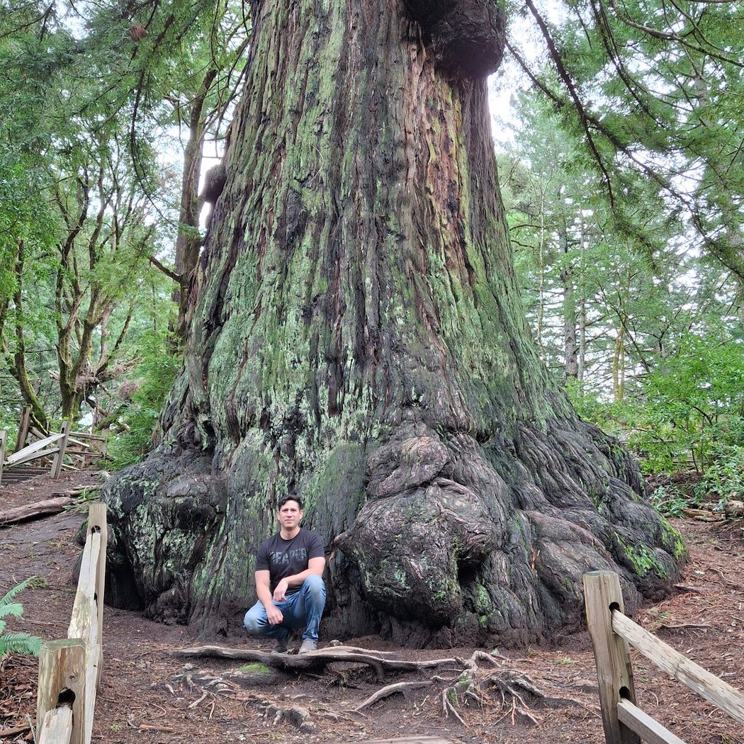 Methuselah Tree 2