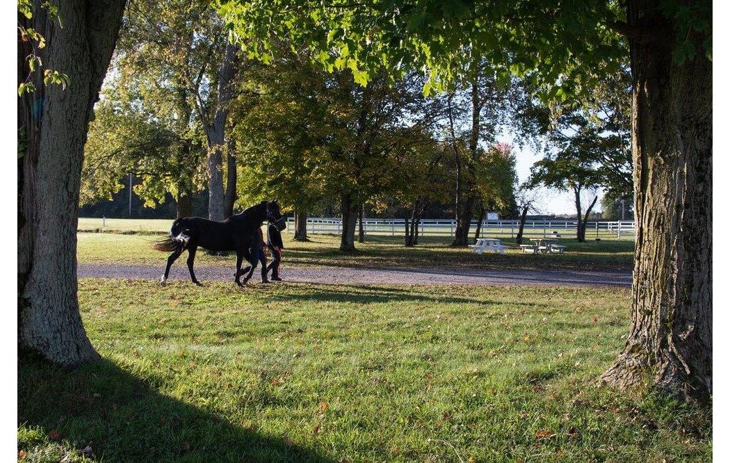 Sunshine Horses Inc. 2