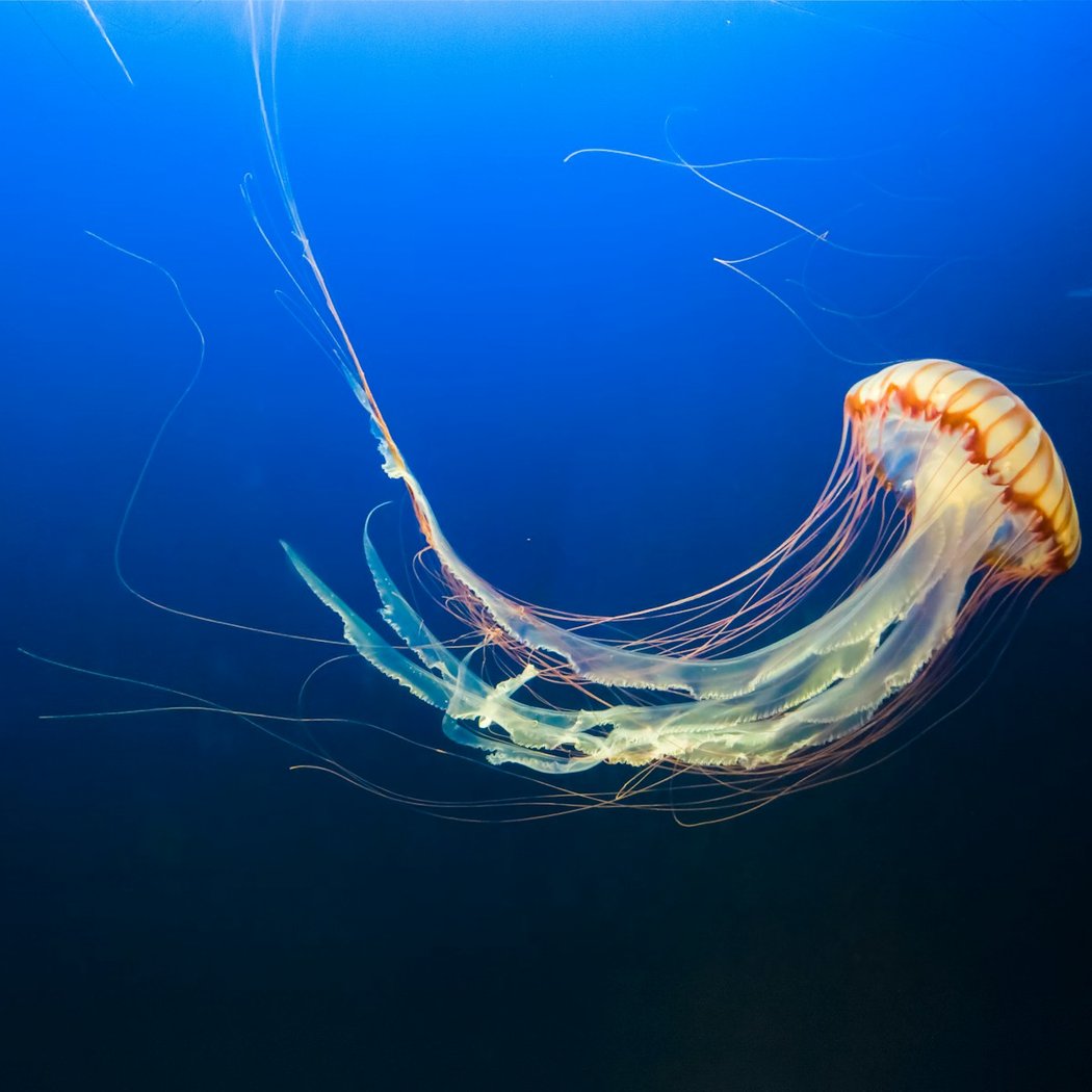 Jellyfishes inc 1