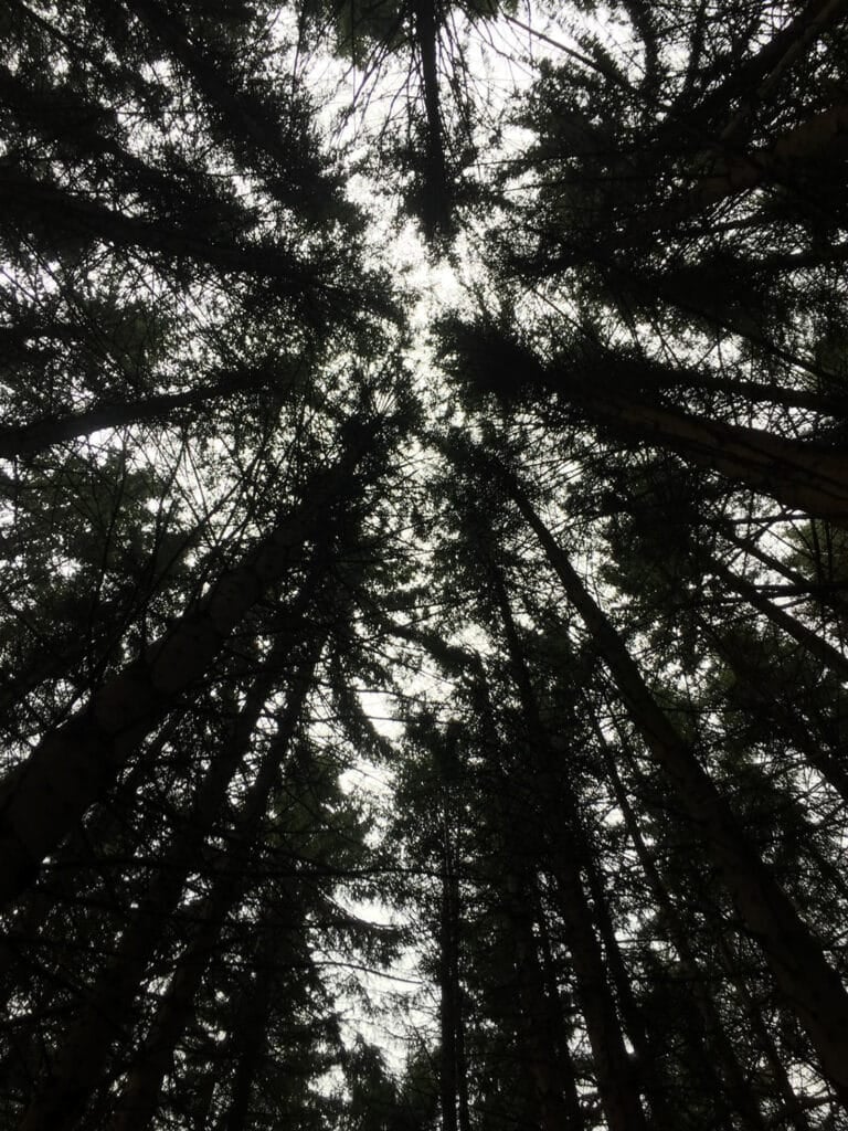 Écorces – Polar forestier 1