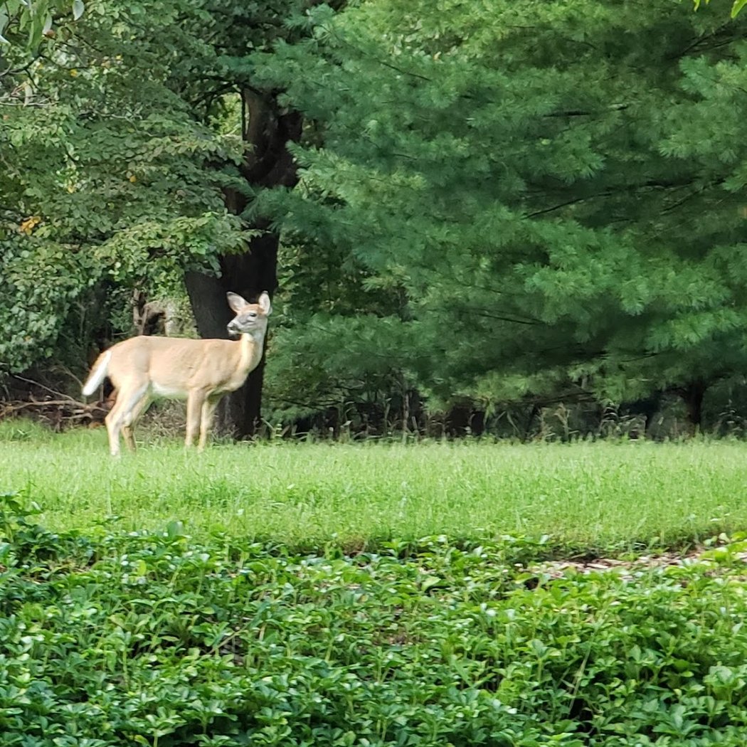 Harmony Hill Nature Area 3