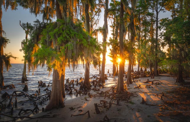 Fontainebleau State Park 1