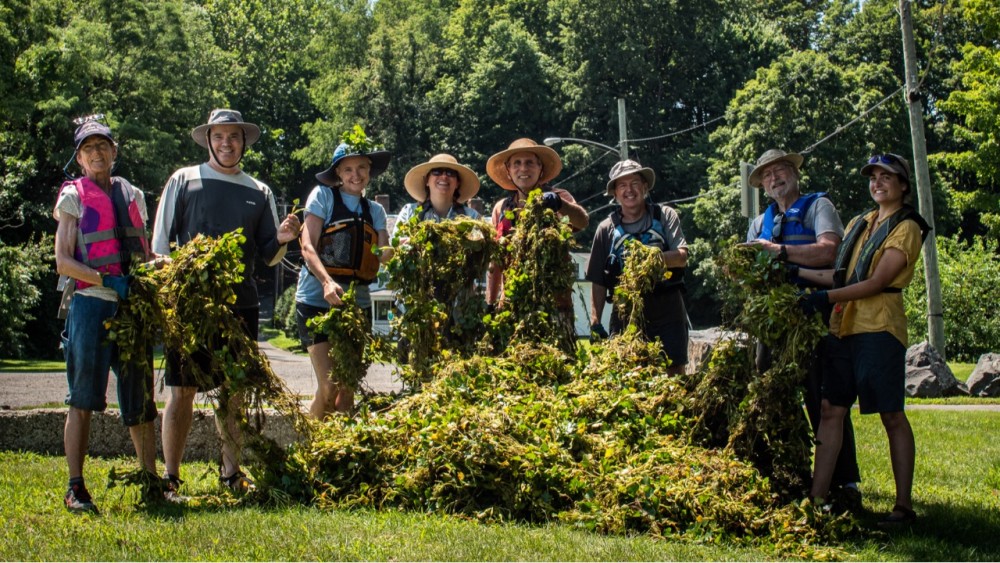Water Chestnut Pull at The Oxbow 1